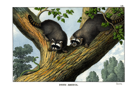 Racoon, 1860 (colour litho)