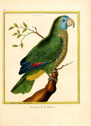 Parrot from Havana (print)