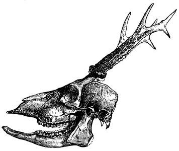 Deer: skull
