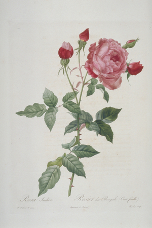 Rosa indica multipetala