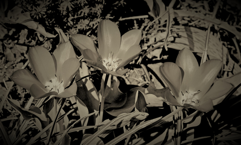 Family, 2019 (photography)