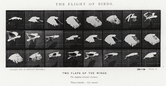 Eadweard Muybridge: The Flight of Birds (b/w photo)
