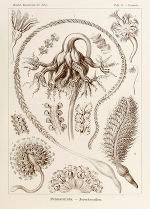 Plate 19 Pennatula Pennatulida from 'Kunstformen der Natur' (Art Forms in Nature) illustrated by Ernst Haeckel (1834-1919)