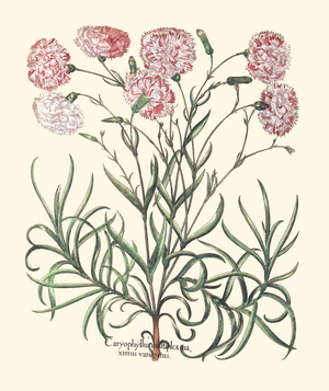 Double Bicolored Garden Carnations (print)