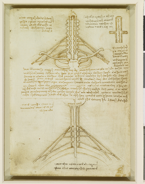 The brachial plexus and nerves of the arm, c.1508 (pen, ink, black chalk on paper)
