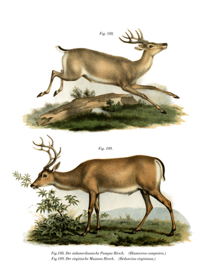 Pampas Deer, 1860 (colour litho)