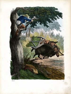 Wild Boar Hunting with Traditional Trap (engraving)