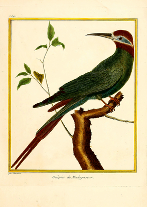 Madagascar Bee-eater (print)