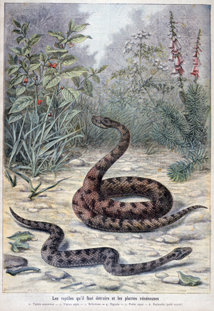 Harmful or poisonous plants and snakes, 1897