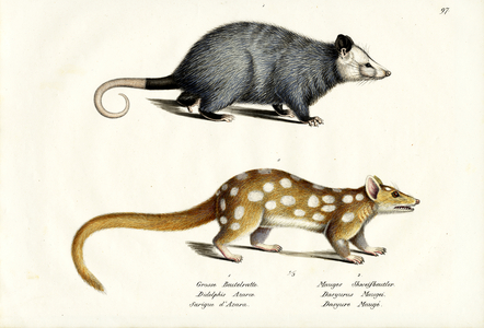 AzaraS Opossum, 1824 (colour litho)