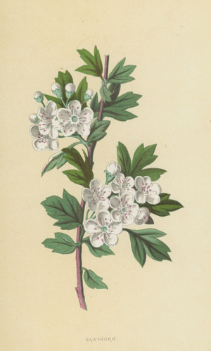 Hawthorn (chromolitho)