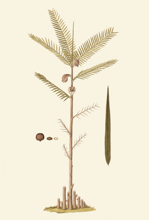 Bactris guineensis, 1780-81 (aquatint)