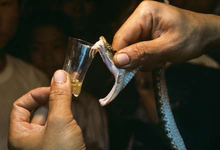 A snake handler milks venom from a live poisonous snake at a street market in Taipei, Taiwan., 1975 (photo)