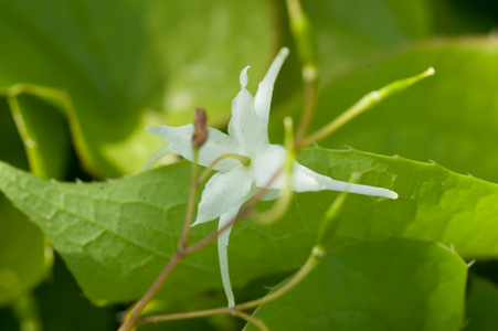 Epimedium grandiflorum, 2010 (photo)