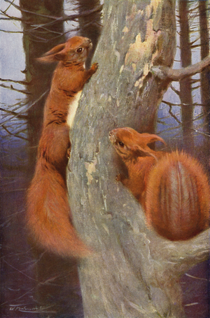 Squirrel (colour litho)