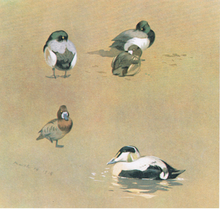 Wigeon, Scaup and Eider Duck, pub. by Book Club Associates, 1972 (colour litho)