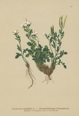 Mignonette-Leaved Bitter-Cress (Cardamine resedifolia, Arabis bellidioides, Cardamine heterophylla) (colour litho)