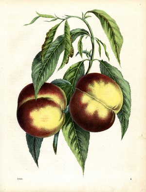 Peaches on a Branch (hand-coloured litho)