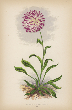 Trichinium Manglesii (colour litho)