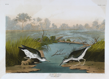 Two birds. Colour Illustration by Audubon; Spotted Sandpiper.