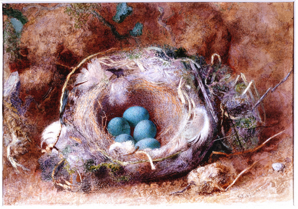 Bird's Nest, about 1825-1850 (Watercolour and gouache)