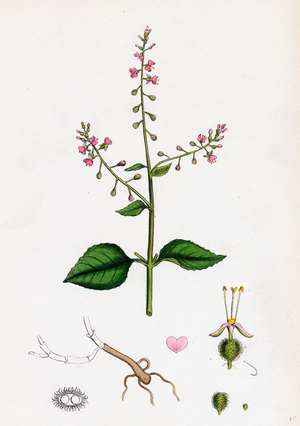 Circaea Lutetiana Common Enchanter's-Nightshade