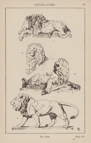 Ornament: Natural Forms, The Lion (engraving)