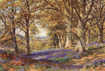 A Slope of Bluebells, Hascombe (colour litho)