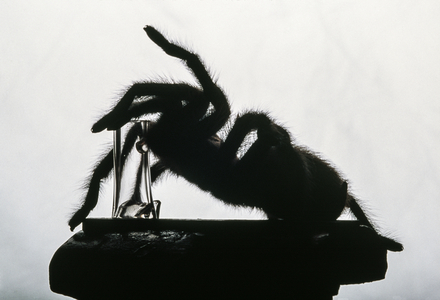 A tarantula spider releases venom into a vial., 2005 (photo)