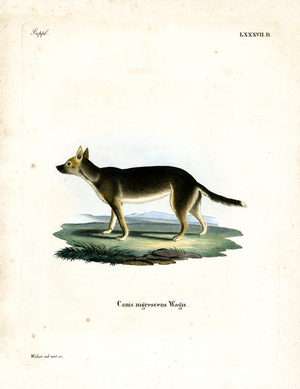 Tibetan Dog (coloured engraving)