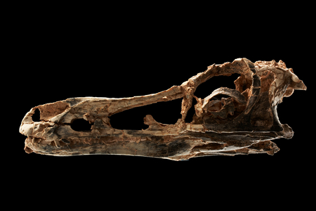 Alvarezsaur like dinosaur skull at the IVPP in Beijing, China.