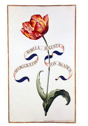 Germany: Tulip 'Sybilla Augusta Marggraeffin Von Baaden', from the Karlsruhe Tulpenbuch (1730)