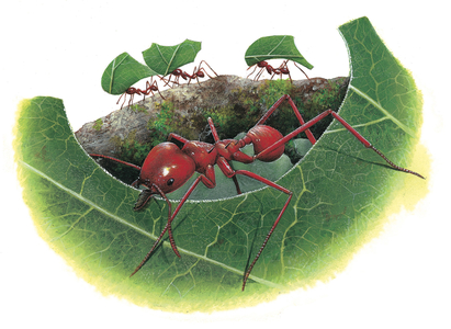 Leafcutter ants