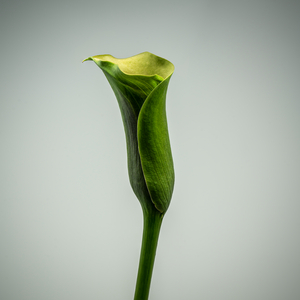 Single green Calla Lily, 2020 (photo)