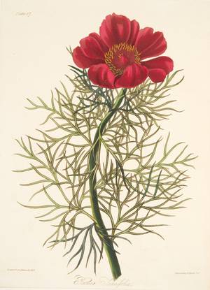 Fine Leaved Paeony, from Floral Illustrations of the Seasons, pub. 1829 (hand coloured engraving)