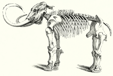 Skeleton of Mammoth (engraving)