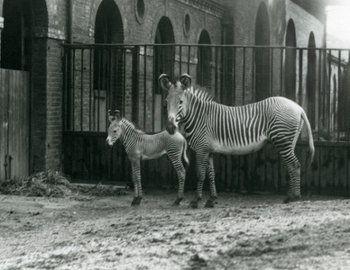 An Endangered Grevy's/Imperial Zebra, standing with her 4 day old foal, in their paddock at London Zoo in August 1927 (b/w photo)