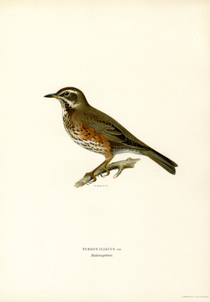 Redwing (colour litho)