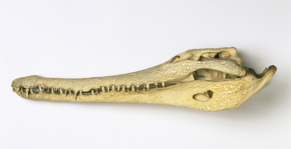 Crocodylus cataphractus