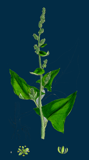 Lactuca Scariola; Prickly Lettuce