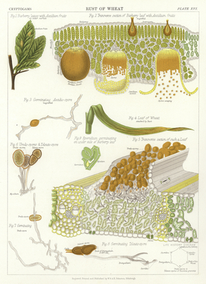 Rust of Wheat (colour litho)