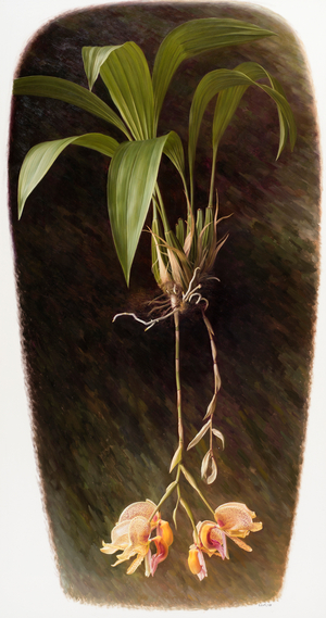 Orchid, 1993 (oil on paper)