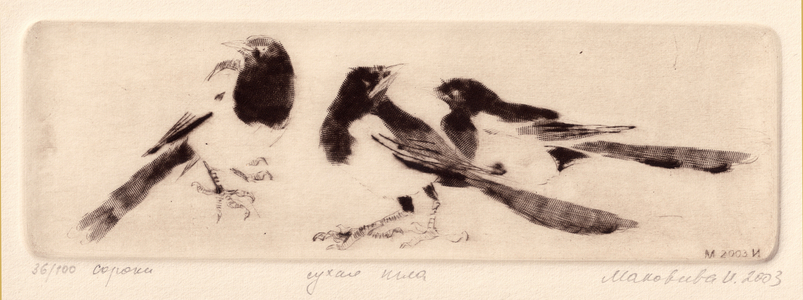 Magpies (Pica), 2003 (drypoint)