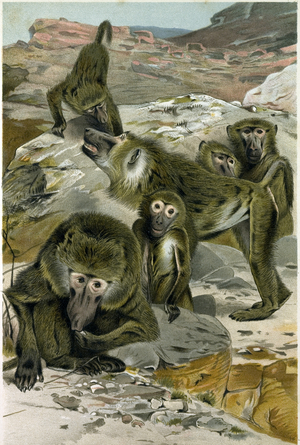 Baboons