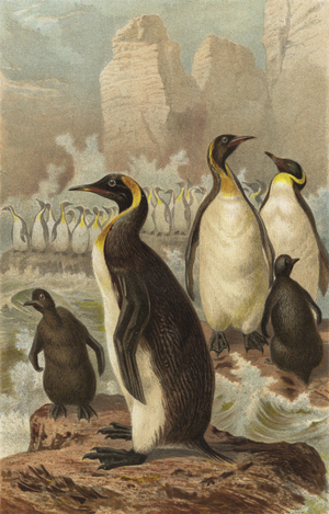 Riesenpinguin (chromolitho)