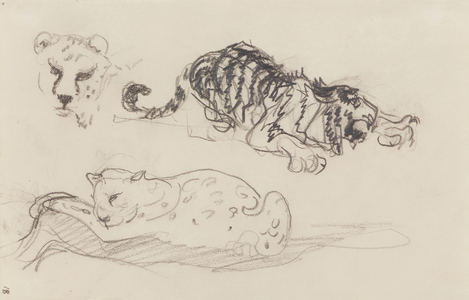 Two Leopards and a Leopard's Head, 1909(pencil and India ink on paper)