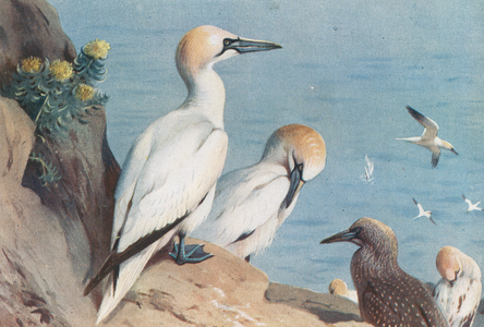 Plate from Archibald Thorburn's second edtition of British Birds, 1925 (print)