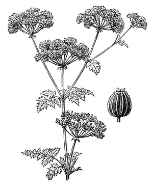 Hemlock: flower and fruit