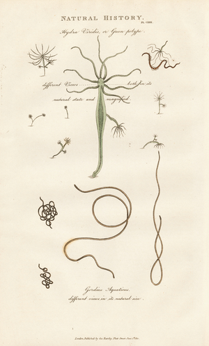 Green Hydra and Horsehair Worm, 1813 (engraving)