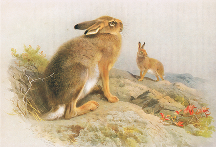 The Mountain Hare  and the Irish Hare in autumn, from Thorburn's Mammals published by Longmans and Co, c. 1920 (colour litho)